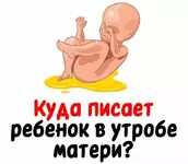 Куда писает ребёнок в утробе матери.webp